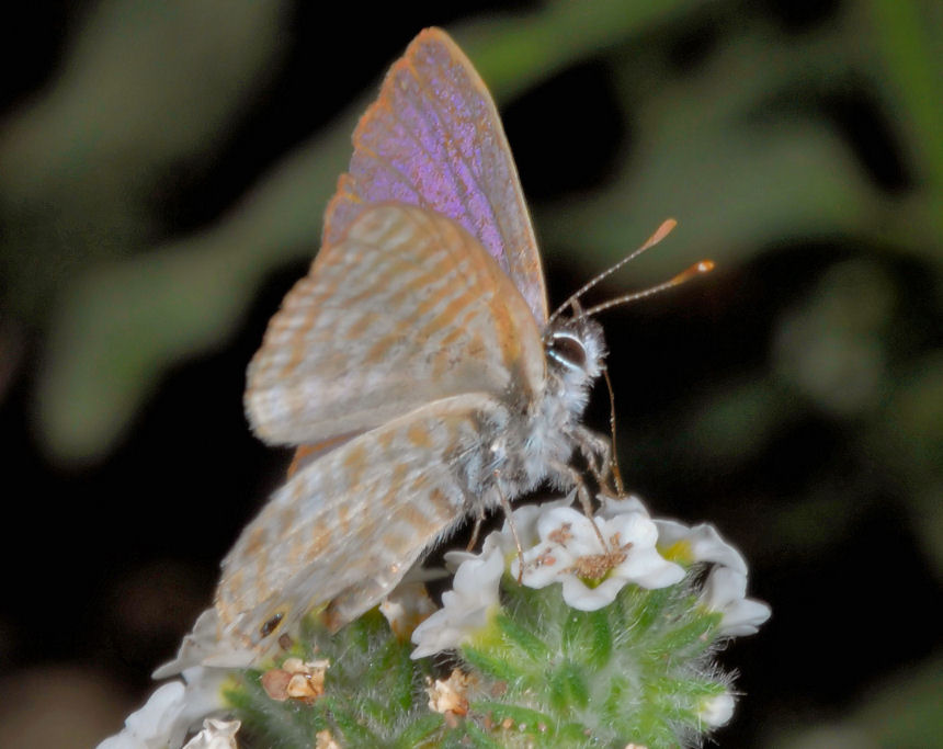 Farfalla n. 1